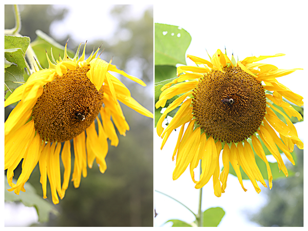 sunflowersummer3