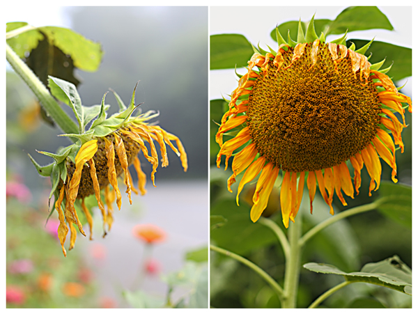 sunflowersummer5